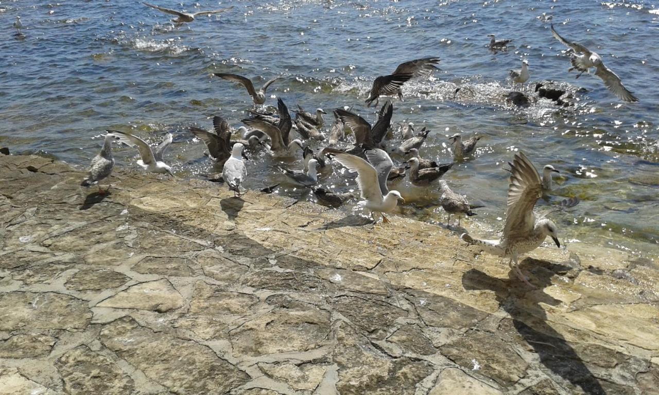 Apartments Edo Novigrad Istria Dış mekan fotoğraf